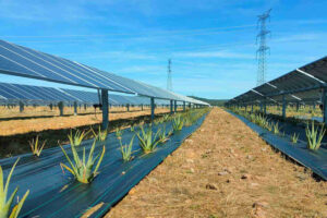 México apuesta por la agrovoltaica: paneles solares que no compiten con la tierra, sino que la protegen