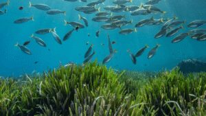 Formentera planta Posidonia para salvar el Mediterráneo balear