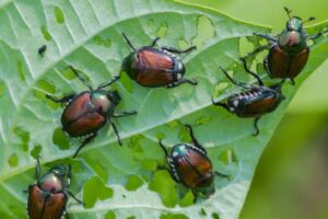Un deseo mortal: emplean feromonas como posible alternativa a los pesticidas