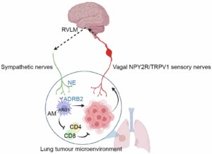 Los tumores pulmonares debilitan la inmunidad usando el encéfalo